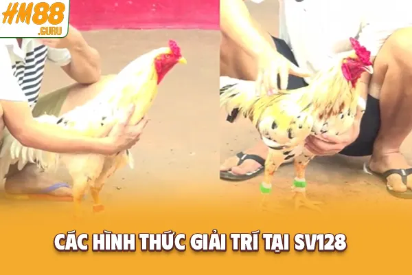 Các hình thức đấu phổ biến tại SV128