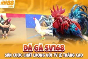 Đá Gà SV168 - Sàn Đá Gà Chất Lượng Với Tỷ Lệ Thắng Cao
