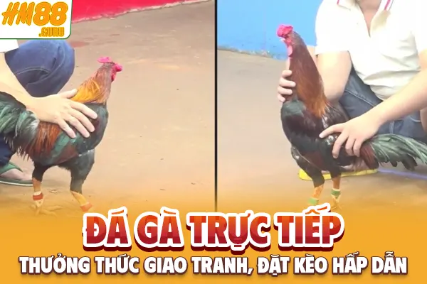 Đá Gà Trực Tiếp - Thưởng Thức Giao Tranh, Đặt Kèo Hấp Dẫn