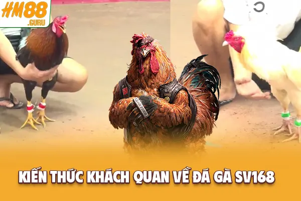 Kiến thức khách quan về đá gà SV168 Kiến thức khách quan về đá gà SV168